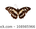 Butterfly. Natural butterfly on isolated white background. 108985966