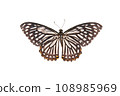 Butterfly. Natural butterfly on isolated white background. 108985969