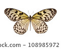 Butterfly. Natural butterfly on isolated white background. 108985972