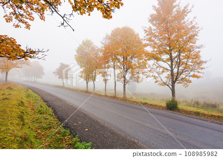 new asphalt road through woodland in autumn. misty weather with overcast sky. gloomy morning new asphalt road through woodland in autumn. misty weather with overcast sky. gloomy morning 108985982