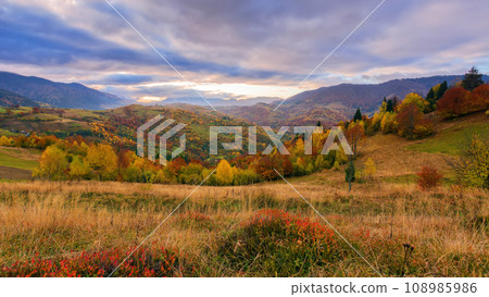 mountainous rural landscape in autumn. rolling countryside scenery on a cloudy morning. trees on the hills in fall colors mountainous rural landscape in autumn. rolling countryside scenery on a cloudy morning. trees on the hills in fall colors 108985986