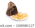 Natural butterfly on isolated white background. 108986117