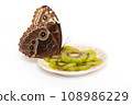 Natural butterfly on isolated white background. 108986229
