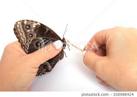 Natural butterfly on isolated white background. Natural butterfly on isolated white background. 108986424