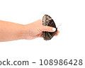 Natural butterfly on isolated white background. 108986428