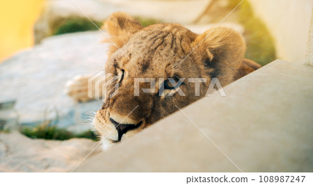 Close-up portrait of a beautiful winking lioness with a closed eye. Wild nature. Big cat. Selective focus Close-up portrait of a beautiful winking lioness with a closed eye. Wild nature. Big cat. Selective focus 108987247