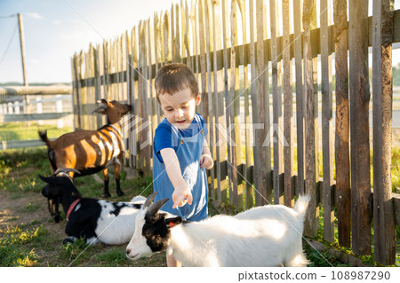 Cute toddler boy two or three years old petting a goat. Friendship with the animal. Active leisure with children outdoors. Petting zoo. Sunny summer day Cute toddler boy two or three years old petting a goat. Friendship with the animal. Active leisure with children outdoors. Petting zoo. Sunny summer day 108987290