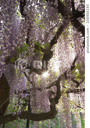 Flower, Fuji, Wisteria, Wisteria floribunda, Nodafuji, Japanese wisteria, Flower, Fuji, Wisteria, Wisteria floribunda, Nodafuji, Japanese wisteria, 108988193