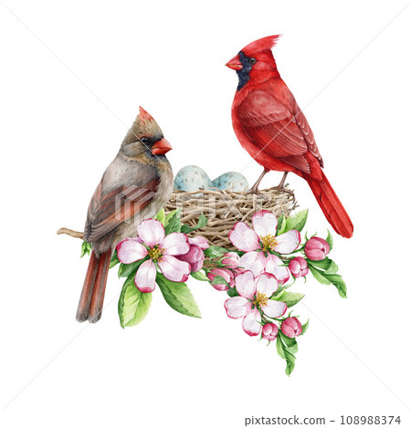 Couple of red cardinal birds on the nest with spring tender flowers. Watercolor illustration. Red cardinals on the nest with egg laying. Springtime cozy wildlife nature image. White background 108988374