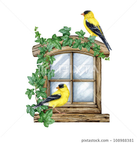 Vintage style wooden window with ivy stems and goldfinch couple. Watercolor painted illustration. Hand drawn old window decorated with ivy vines and goldfinch birds. White background Vintage style wooden window with ivy stems and goldfinch couple. Watercolor painted illustration. Hand drawn old window decorated with ivy vines and goldfinch birds. White background 108988381