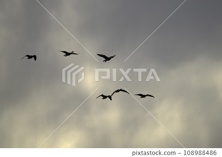 天空中成群結隊的大雁飛翔 108988486