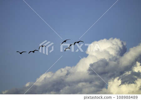 天空中成群結隊的大雁飛翔 108988489