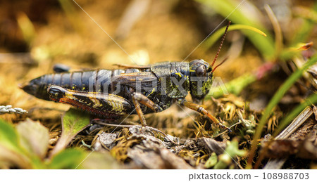 Small insect grasshopper on the yellow and green grass. Small insect grasshopper on the yellow and green grass. 108988703