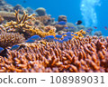 Coral and Debas damselfish 108989031