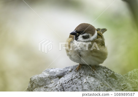 A cute sparrow that lives in the park A cute sparrow that lives in the park 108989587