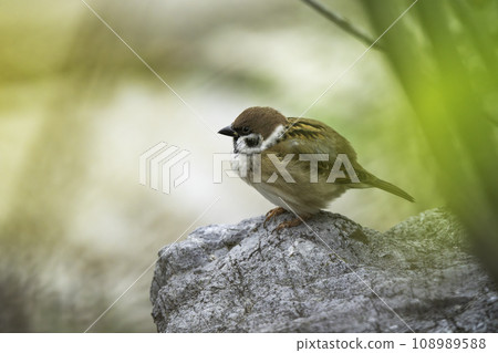 A cute sparrow that lives in the park A cute sparrow that lives in the park 108989588