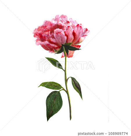Pink peony on white background. Watercolor Flowers. Watercolor floral illustration isolated. 108989774