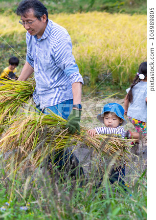 Parent and child experiencing rice harvesting Parent and child experiencing rice harvesting 108989805