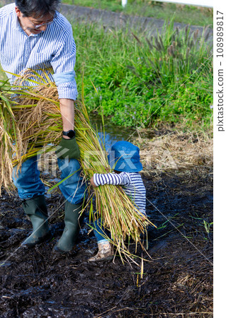 Parent and child experiencing rice harvesting 108989817