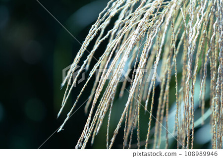 Autumn Susuki Autumn Susuki 108989946
