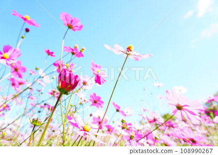 Cosmos in blue sky 108990267