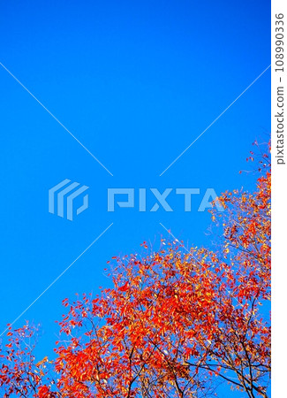 藍天和紅葉 藍天和紅葉 108990336