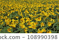 Sunflower field 108990398