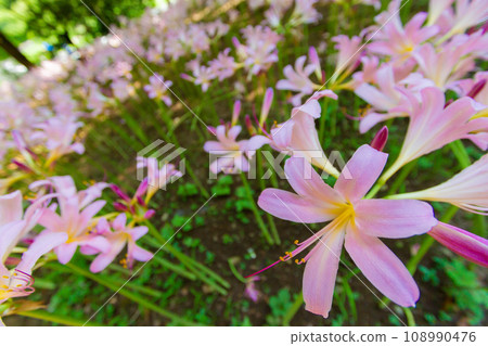 粉紅色的百合花在早晨的陽光下綻放得栩栩如生 粉紅色的百合花在早晨的陽光下綻放得栩栩如生 108990476