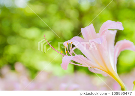 美麗的百合花 美麗的百合花 108990477