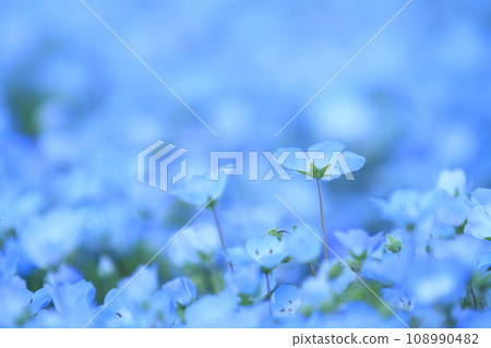 藍色粉蝶 108990482