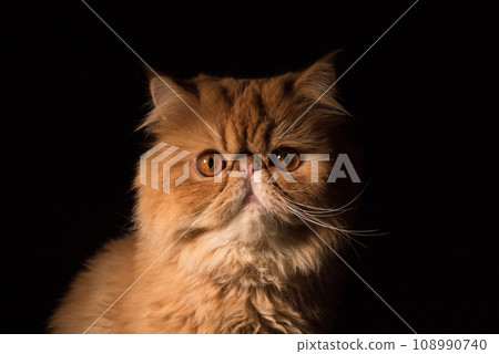 Persian Exotic Longhair cat is on black background 108990740