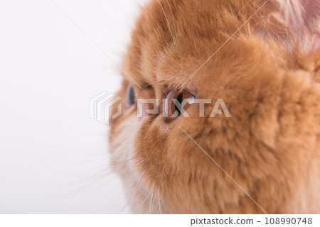 Profile Persian Exotic Longhair cat is on white background Profile Persian Exotic Longhair cat is on white background 108990748