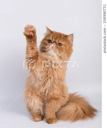 Persian Exotic Longhair cat is on white background. The cat raised his paw up 108990751