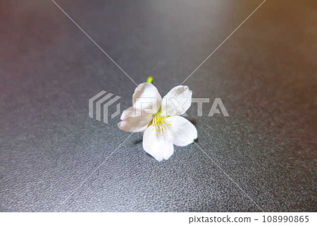 盛開的櫻花,櫻花,櫻花,櫻花,花瓣,染井吉野 盛開的櫻花,櫻花,櫻花,櫻花,花瓣,染井吉野 108990865