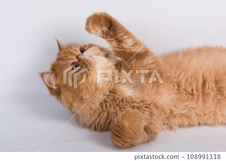 Persian Exotic Longhair cat is on white background. The cat raised his paw up Persian Exotic Longhair cat is on white background. The cat raised his paw up 108991118