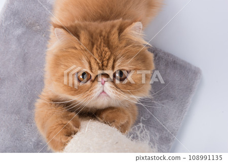 Red Persian Exotic Longhair cat sharpens its claws on the scratching post Red Persian Exotic Longhair cat sharpens its claws on the scratching post 108991135