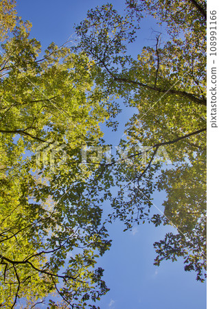 Looking up at the sky, you can see autumn patterns, small leaves rustling in the wind. Looking up at the sky, you can see autumn patterns, small leaves rustling in the wind. 108991166