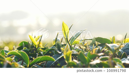 Green tea tree leaves field Fresh young tender bud herbal in farm on summer morning. Sunlight Green tea tree plant camellia sinensis in organic farm. Close up Tree tea plant green nature in morning Green tea tree leaves field Fresh young tender bud herbal in farm on summer morning. Sunlight Green tea tree plant camellia sinensis in organic farm. Close up Tree tea plant green nature in morning 108991798
