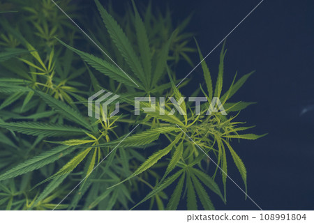Green Marijuana tree cannabis plant narcotic herbal in greenhouse. Hemp leaf made cannabis crude oil at medicine farm. CBC, THC herb agriculture by Weed leaf Drug and medicine healthcare concept Green Marijuana tree cannabis plant narcotic herbal in greenhouse. Hemp leaf made cannabis crude oil at medicine farm. CBC, THC herb agriculture by Weed leaf Drug and medicine healthcare concept 108991804