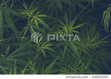 Green weed Marijuana tree cannabis plant narcotic herbal in CBC greenhouse. Hemp leaf made cannabis crude oil medicine farm. CBC, THC herb agriculture Weed leaf Drug. Medicine sustainability concept Green weed Marijuana tree cannabis plant narcotic herbal in CBC greenhouse. Hemp leaf made cannabis crude oil medicine farm. CBC, THC herb agriculture Weed leaf Drug. Medicine sustainability concept 108991805