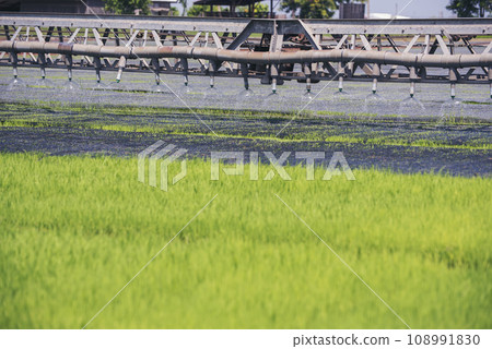 Green farm sprinkler automatic Watering machine Rice Field Green agriculture ecosystem Asian rice paddy field Thailand green farm. Harvest agriculture planting cultivation green rice terraces garden Green farm sprinkler automatic Watering machine Rice Field Green agriculture ecosystem Asian rice paddy field Thailand green farm. Harvest agriculture planting cultivation green rice terraces garden 108991830