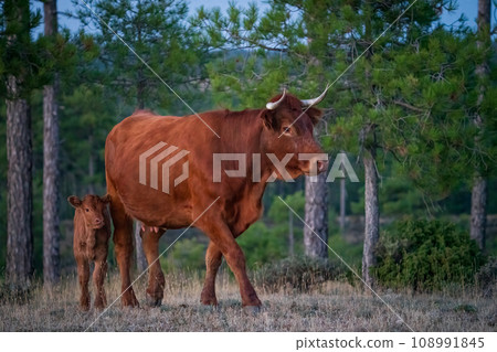 Cow and Calf Strolling in Green Pastures on a Sunny Day Cow and Calf Strolling in Green Pastures on a Sunny Day 108991845