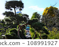 Ueno Park 108991927