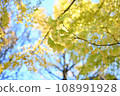 Autumn leaves 108991928