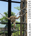 monkey 108991954