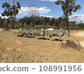 Landscape with zebra 108991956