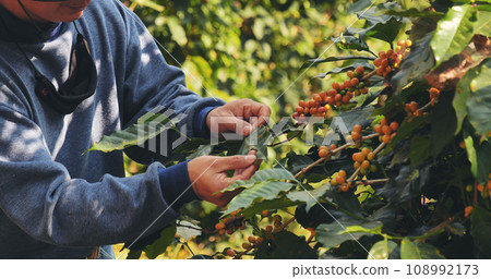 Man Hands harvest yellow coffee bean ripe berries plant fresh seed coffee tree in green eco organic farm. Close up hands harvest yellow ripe coffee seed robusta arabica berry harvesting coffee farm Man Hands harvest yellow coffee bean ripe berries plant fresh seed coffee tree in green eco organic farm. Close up hands harvest yellow ripe coffee seed robusta arabica berry harvesting coffee farm 108992173