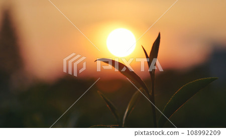 Green tea tree leaves field Fresh young tender bud herbal in farm on summer morning. Sunlight Green tea tree plant camellia sinensis in organic farm. Close up Tree tea plant green nature in morning 108992209