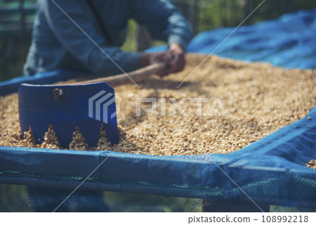 Close up Hand with Raw coffee beans heap dry green seed. Farmer's hands selected waste rod unroasted grain in eco farm. Arabica farm plant coffee bean agriculture objects. Sun dried Fresh black coffee Close up Hand with Raw coffee beans heap dry green seed. Farmer's hands selected waste rod unroasted grain in eco farm. Arabica farm plant coffee bean agriculture objects. Sun dried Fresh black coffee 108992218
