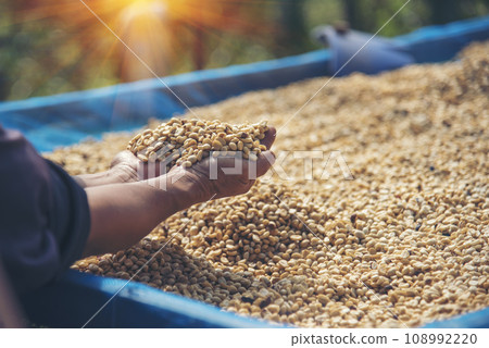 Close up Hand with Raw coffee beans heap dry green seed. Farmer's hands selected waste rod unroasted grain in eco farm. Arabica farm plant coffee bean agriculture objects. Sun dried Fresh black coffee Close up Hand with Raw coffee beans heap dry green seed. Farmer's hands selected waste rod unroasted grain in eco farm. Arabica farm plant coffee bean agriculture objects. Sun dried Fresh black coffee 108992220
